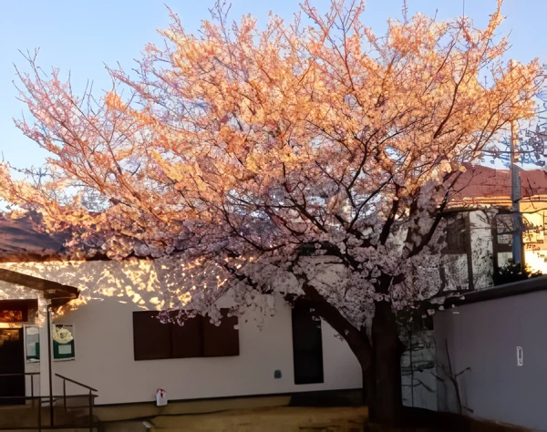 藤心ふるさと協議会